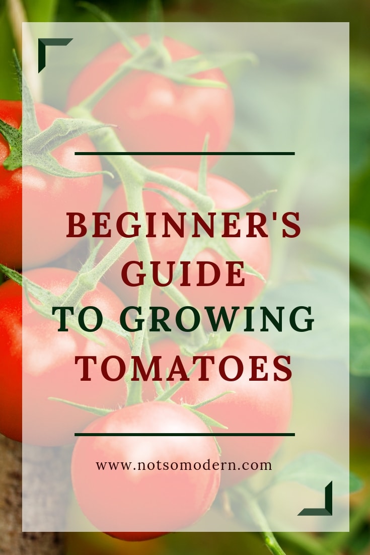 Tomatoes on vine with overlay - Beginner's Guide to Growing Tomatoes