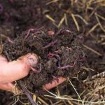 Composting 101 - How to Start Composting