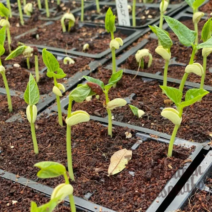 bean seedlings - planning a vegetable garden