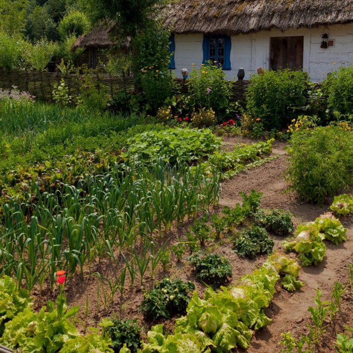 cottage with garden rows - deciding where to plant - planning a vegetable garden