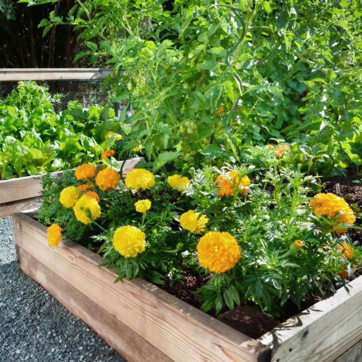 marigolds and tomato plants in an raised garden bed - planning a vegetable garden