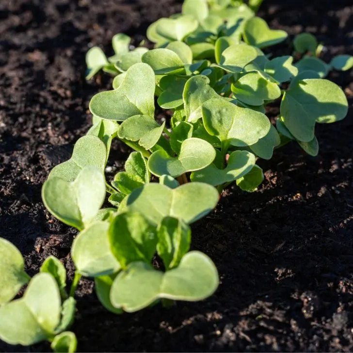 radish seedlings - succession planting - planning a vegetable garden