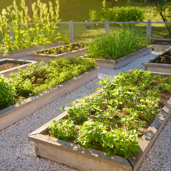 raised garden beds - crop rotation - planning a vegetable garden