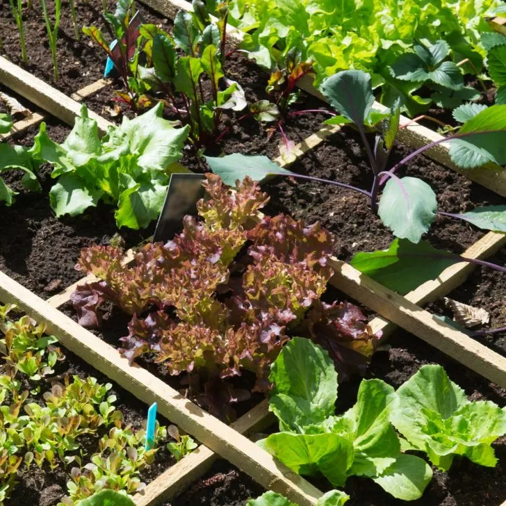 square foot gardening - garden spacing - planning a vegetable garden