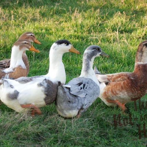 Planning a Vegetable Garden 5 Essential Tips for Success