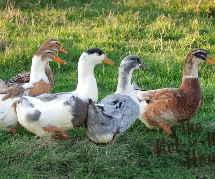 10 Things You Didn't Know About Raising Ducks