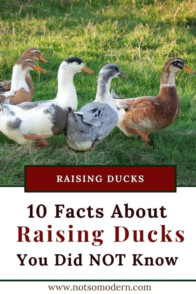 facts about ducks | The Not so Modern Housewife
