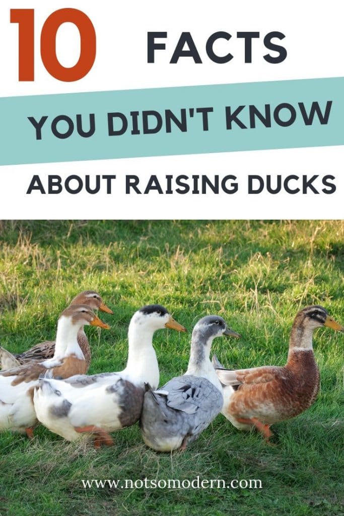 10 Facts You Didn't Know about Raising Ducks - small flock of backyard ducks