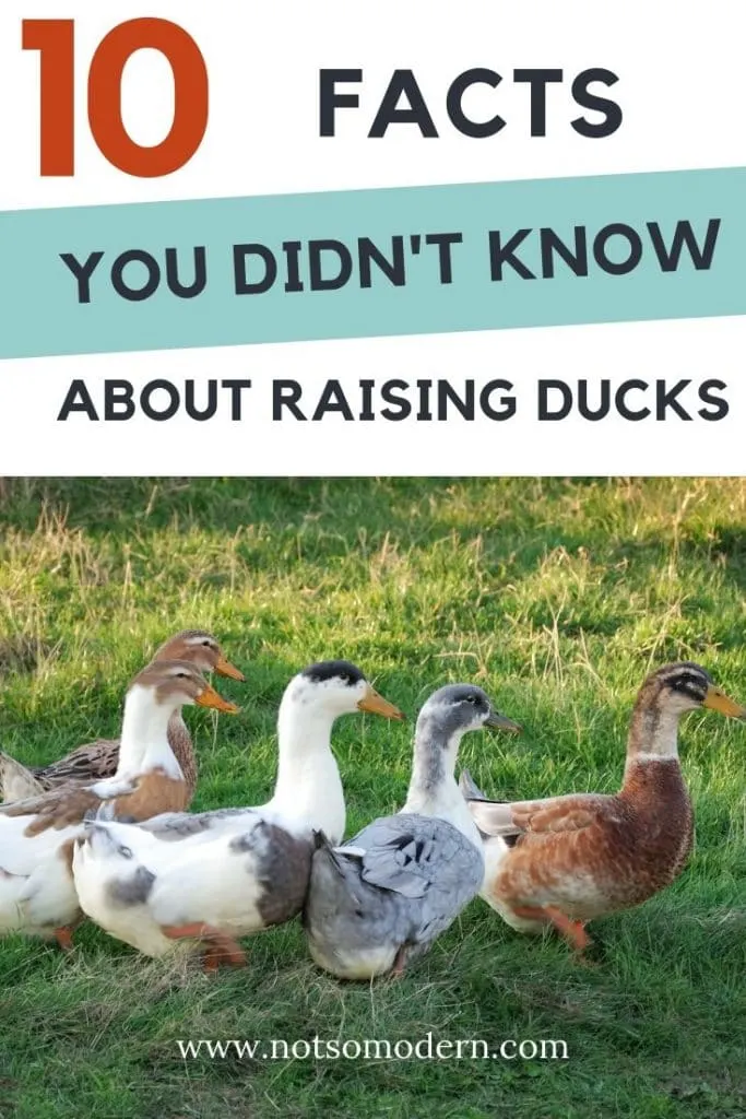 10 Interesting Facts About Ducks You Didn't Know | The Not So Modern Housewife 10 Facts You Didn't Know about Raising Ducks - small flock of backyard ducks