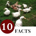 10 Facts You Didn't Know About Raising Ducks - small flock of backyard ducks