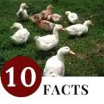10 Facts You Didn't Know About Raising Ducks - small flock of backyard ducks