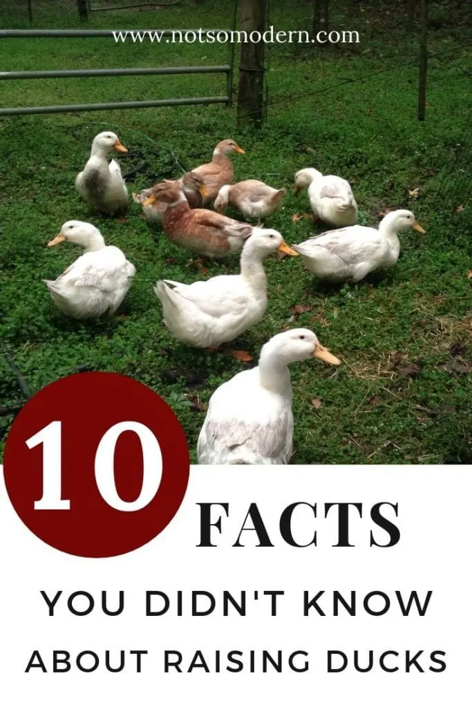 10 Facts You Didn't Know About Raising Ducks - small flock of backyard ducks