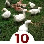 10 Facts You Didn't Know About Raising Ducks - small backyard flock of ducks
