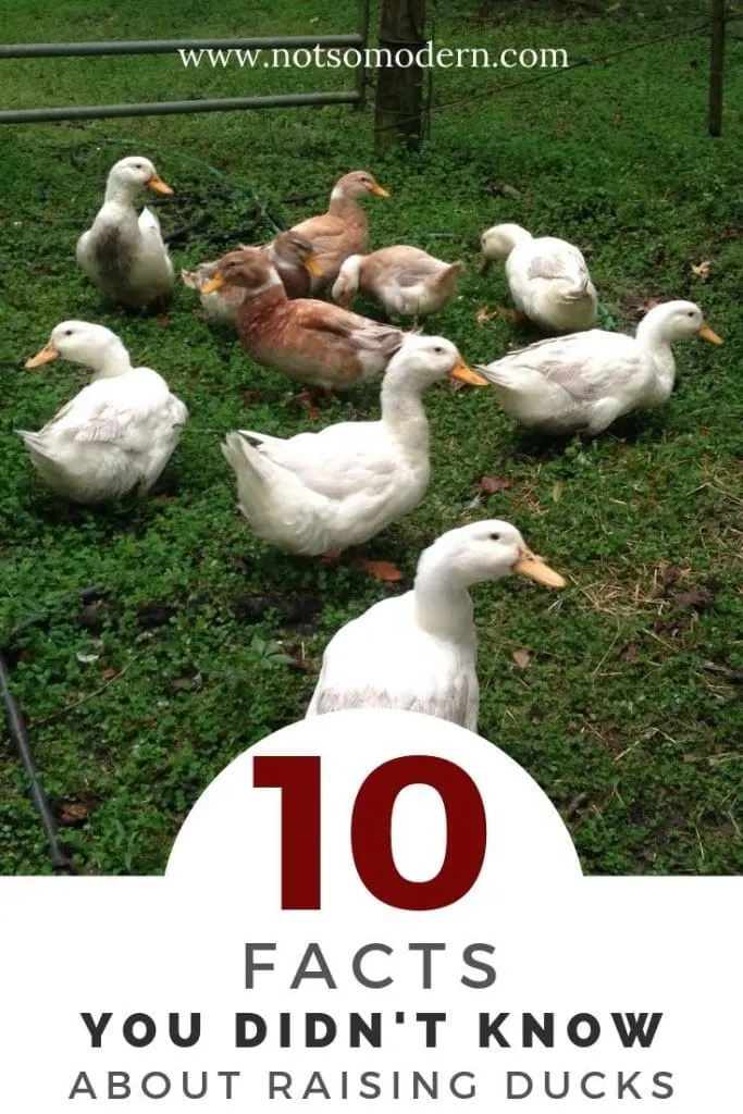 10 Facts You Didn't Know About Raising Ducks - small backyard flock of ducks