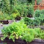 5 Things You Can Do NOW To Plan Your Vegetable Garden