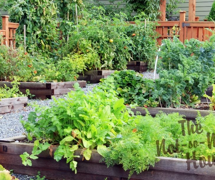 5 Things You Can Do Now to Plan Your Vegetable Garden