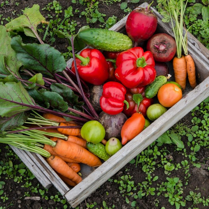 Crate of vegetables from the garden - planning a vegetable garden
