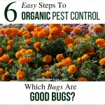 6 Easy Steps to Organic Pest Control - Know which bugs are good bugs - row covers, marigolds, and ladybugs
