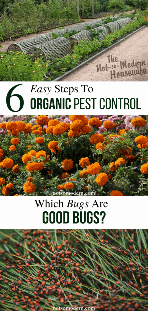6 Easy Steps to Organic Pest Control - Know which bugs are good bugs - row covers, marigolds, and ladybugs