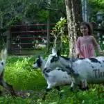 How to Get Farm Chores Done When You Have Small Children