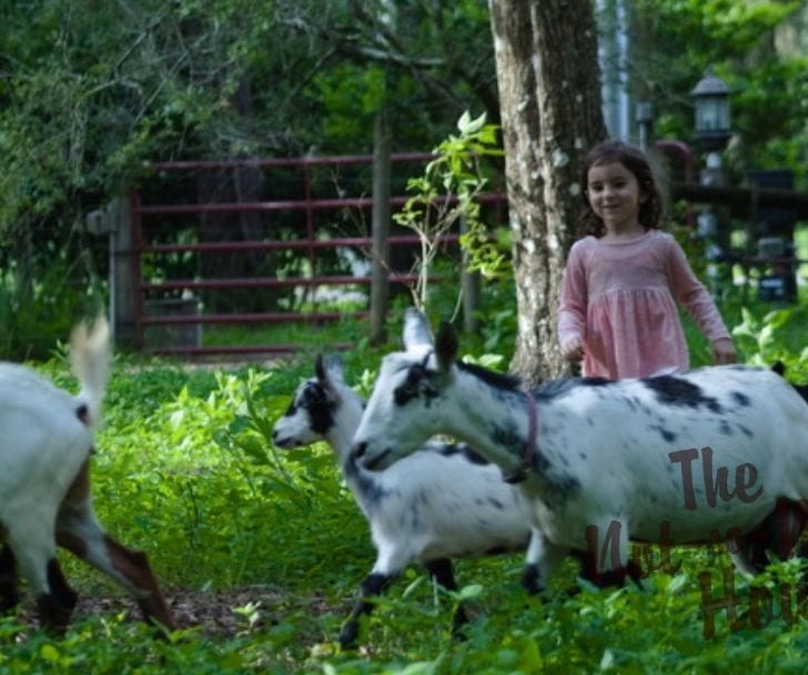 young girl with goats in pasture