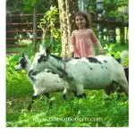 young girl with goats in grass - farm chores with little kids