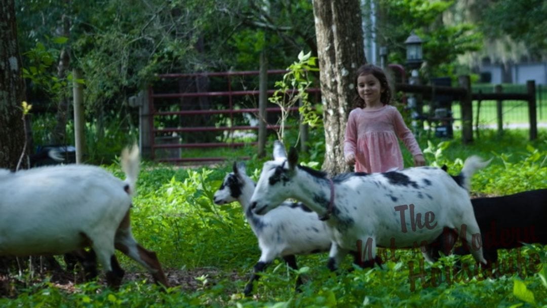 young girl with goats in pasture