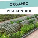 6 easy steps to organic pest control - organic garden with row covers