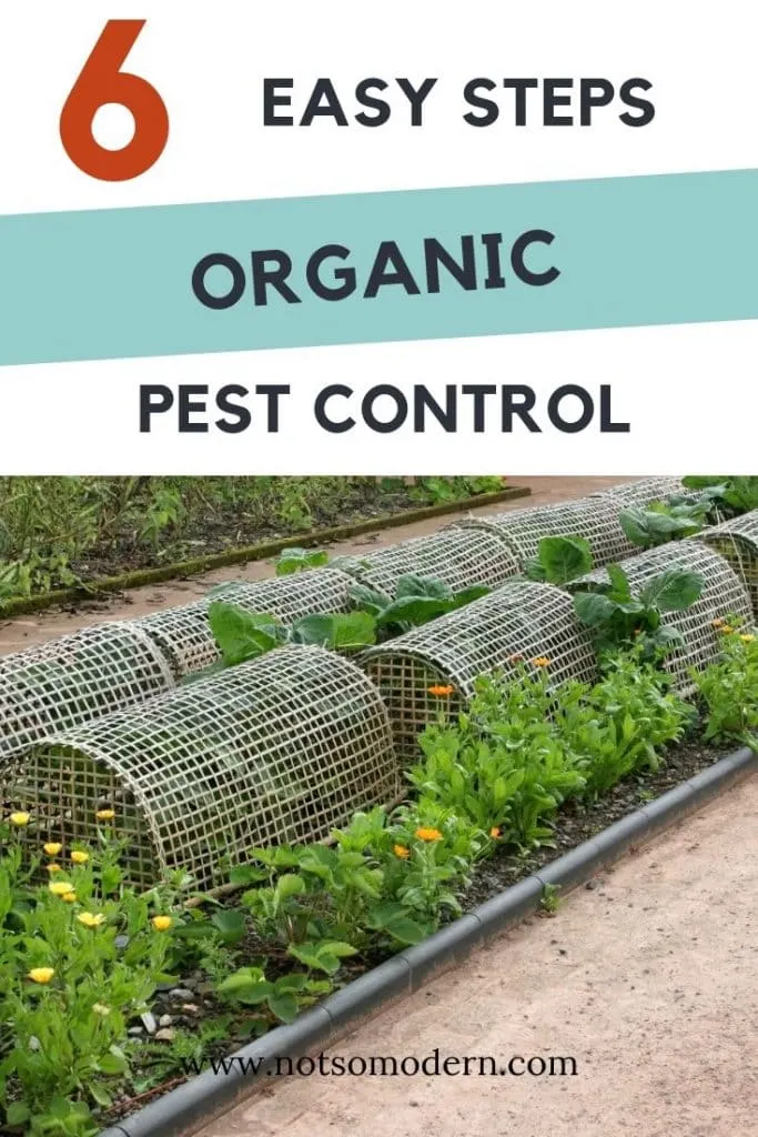 6 easy steps to organic pest control - organic garden with row covers