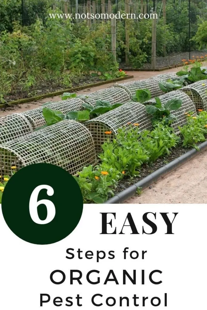 garden with row covers for organic pest control - 6 Easy Steps for Organic Pest Control