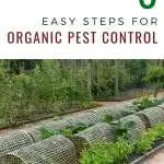 6 Easy Steps for Organic Pest Control - garden with row covers