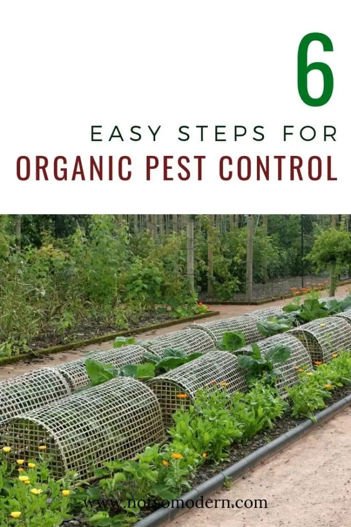 6 Easy Steps for Organic Pest Control - garden with row covers