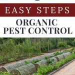 6 Easy Steps to Organic Pest Control - organic garden with row covers