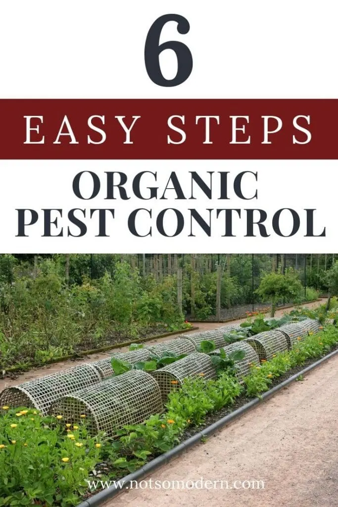 6 Easy Steps to Organic Pest Control - organic garden with row covers