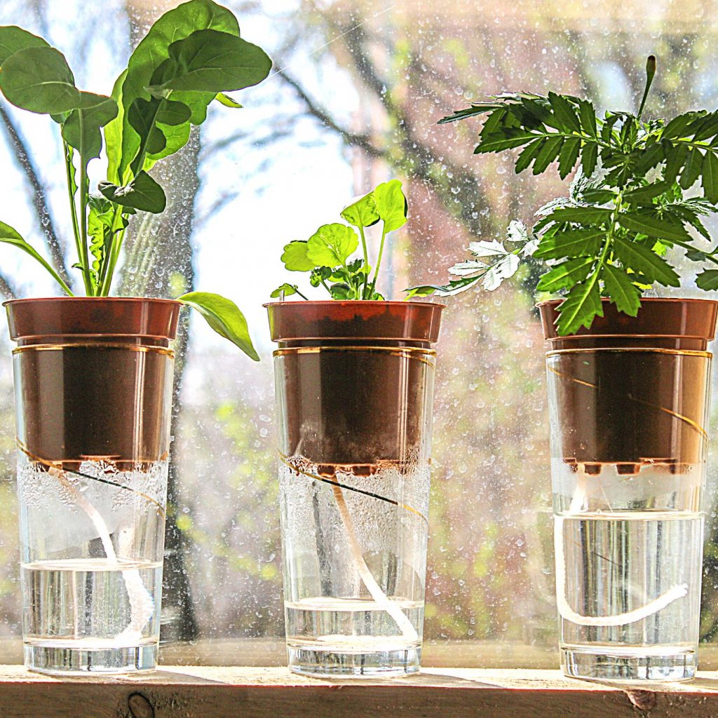 Auto Self Plant Watering Glass Bulbs Water Feeder Indoor Outdoor Irrigation New 