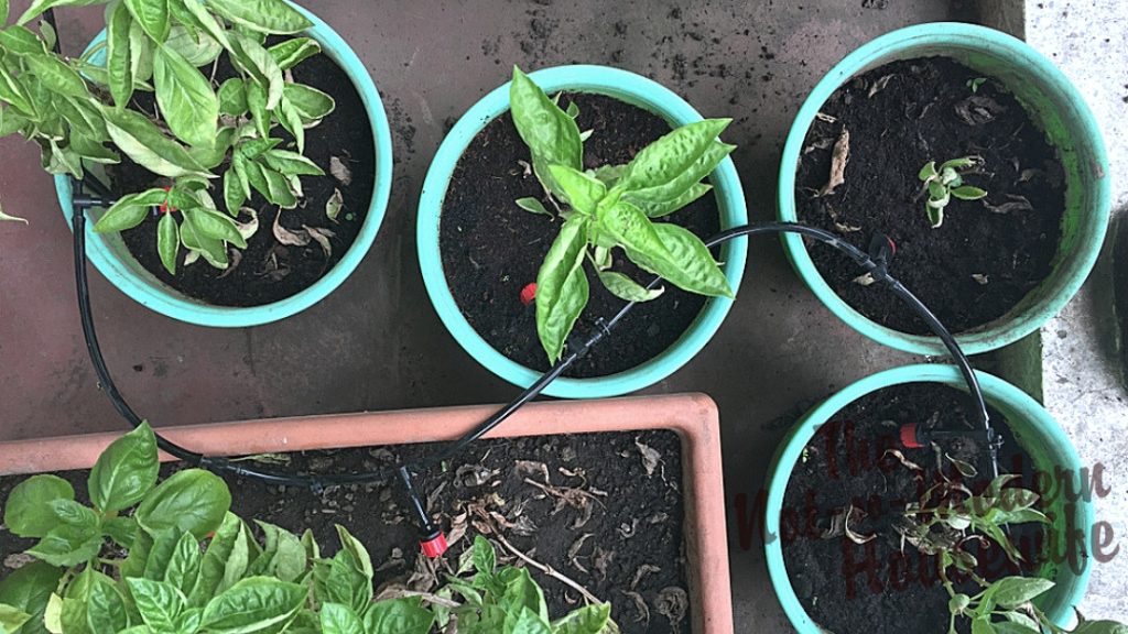 Irrigation lines can be run to individual potted plants to ensure all plants receive adequate water