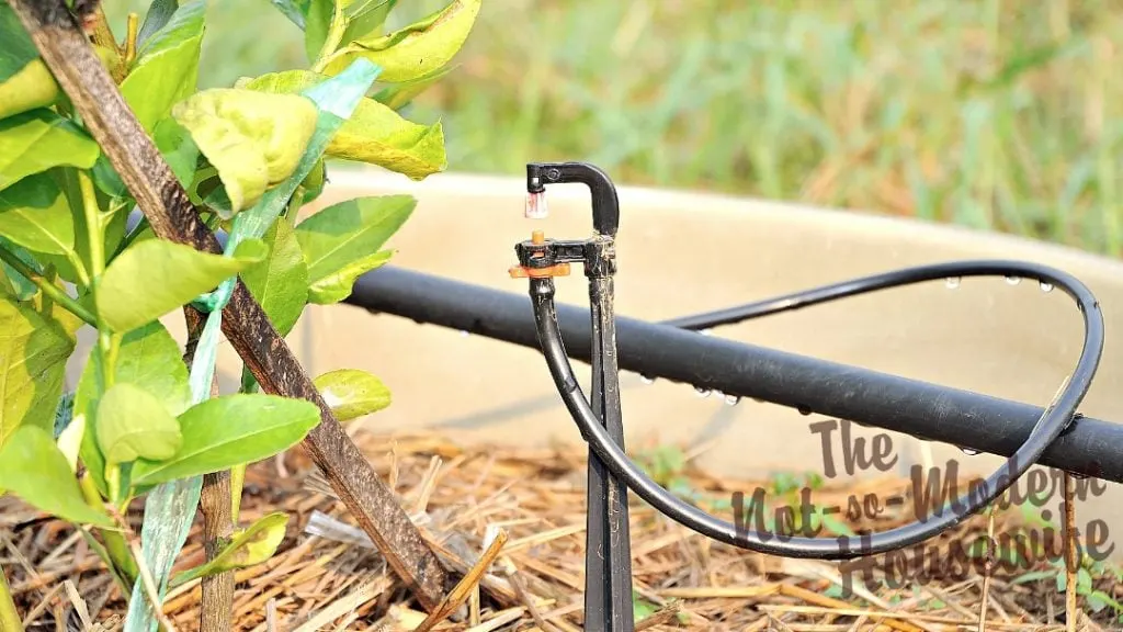 Grow Your Own Food - 4 Simple Strategies | The Not So Modern Housewife watering the garden to grow your own food