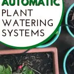 automatic watering | The Not So Modern Housewife