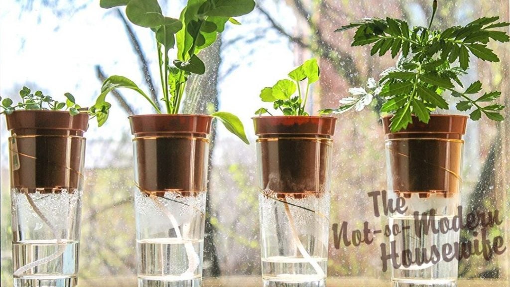 Wick watering is a great way to keep your indoor potted plants watered on a daily basis or when you go on vacation.