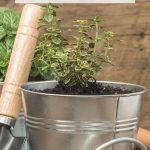 Grow Your Herbs Indoors - Small Thyme herb plant growing in a container garden