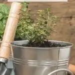Grow Your Herbs Indoors - Small Thyme herb plant growing in a container garden
