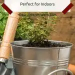 Create your own Herb Garden - Perfect for Indoors - small thyme herb plant growing in a container garden