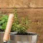Indoor Herb Garden - small thyme herb plant growing in a container garden