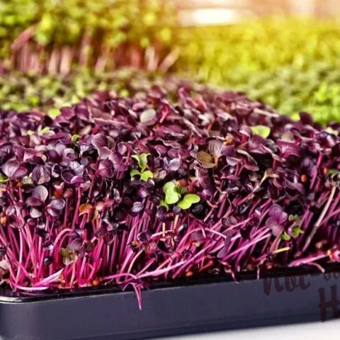 How to Easily Grow Microgreens Indoors in Trays | The Not So Modern Housewife grow microgreens indoors in trays