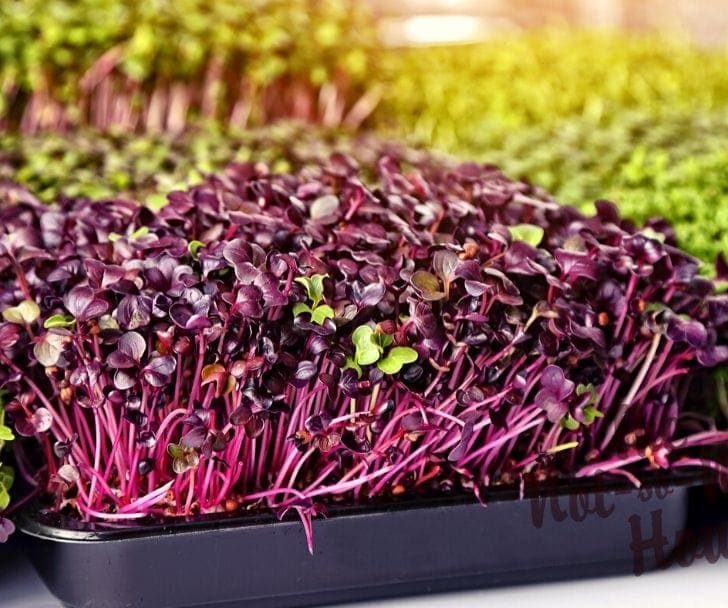 grow microgreens indoors in trays