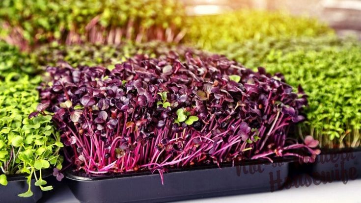 grow microgreens | The Not So Modern Housewife