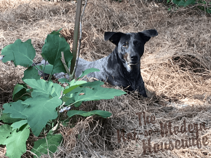 black dog laying in deep hay mulch by healthy eggplant plant