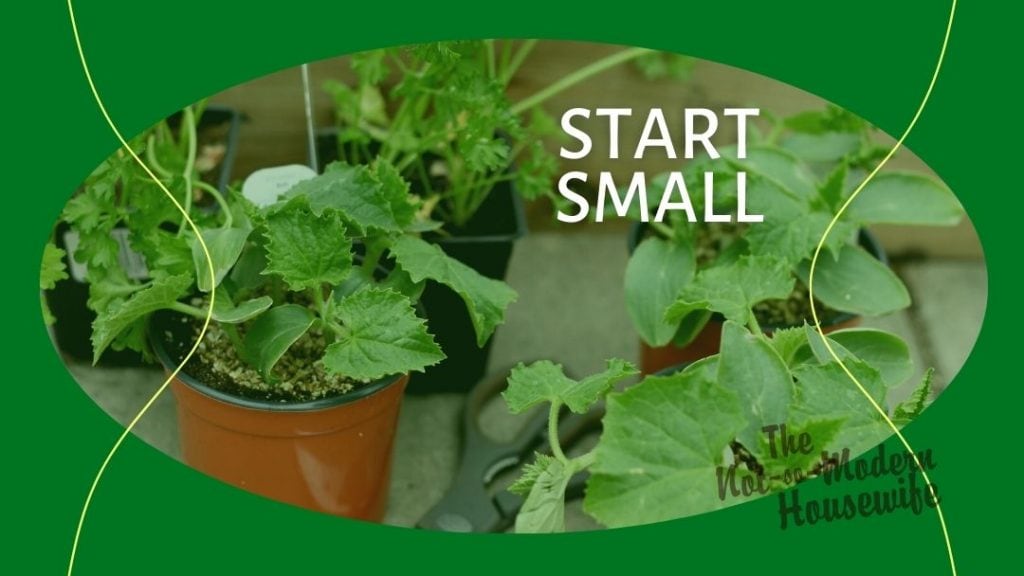 vegetable garden plants in containers - start small with your homestead garden