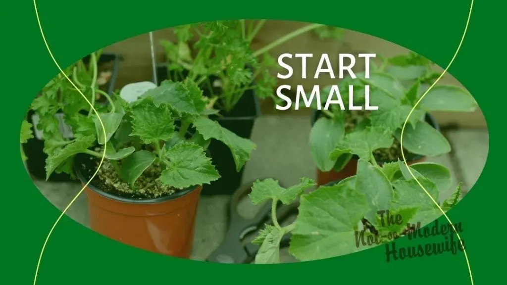 10 Tips for Growing an Amazing Homestead Garden | The Not So Modern Housewife vegetable garden plants in containers - start small with your homestead garden