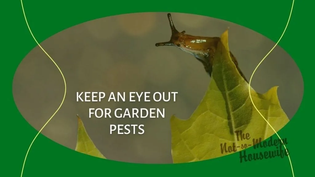 slug on a leaf - keep an eye out for garden pests